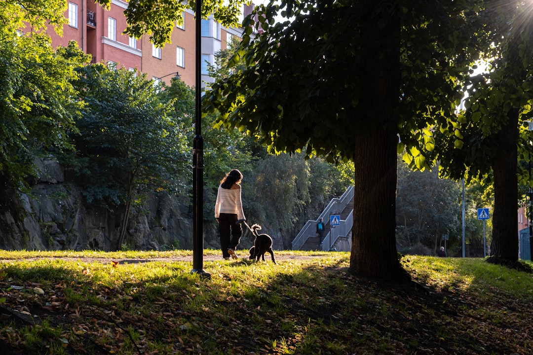 Woman walking her dogs through a park in low golden light