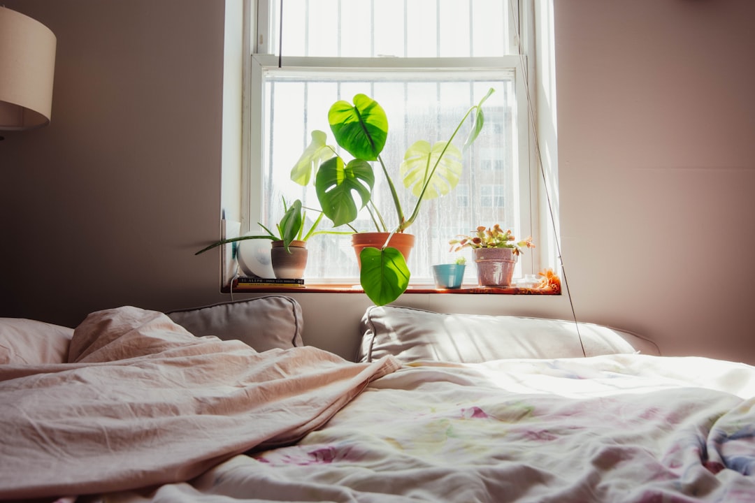 Morning sunlight pouring through a bedroom window lined with potted plants