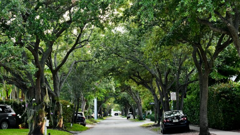 A tree-lined residential street with sidewalks running past parked cars and houses