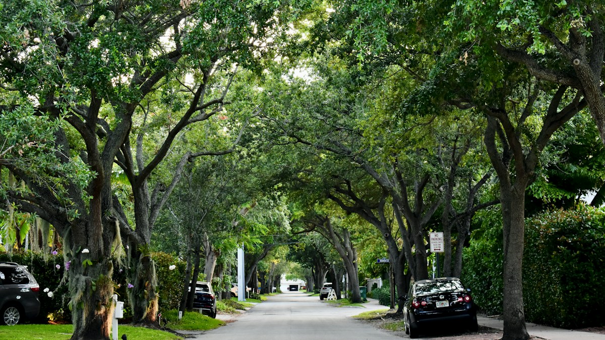 A tree-lined residential street with sidewalks running past parked cars and houses